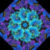 fly by night 1a