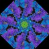 fly by night 4a