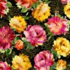 felicity medium floral