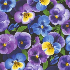 Large Pansy - larger