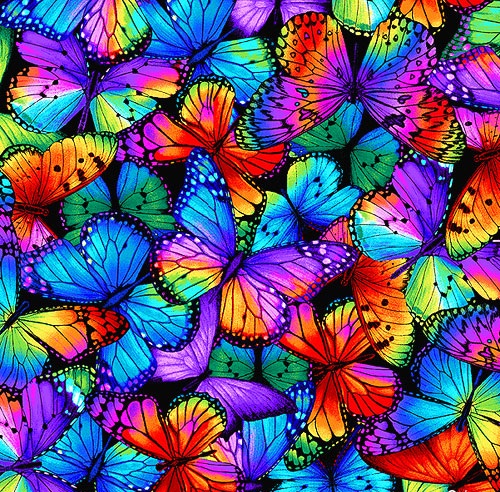 Butterfly Magic Packed Butterflies