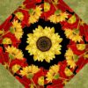 h sunflower 6